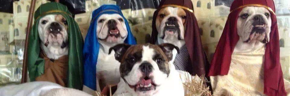 Bulldogs Lover's banner