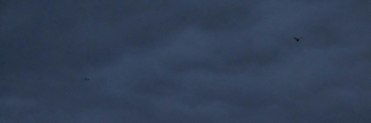 𝐭𝐡𝐢🍒's banner