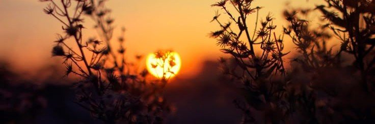 𝒋𝒂𝒏𝒆 ia 🍅's banner