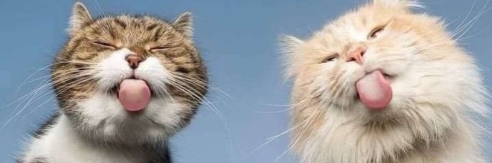 Գüʅ🐾's banner