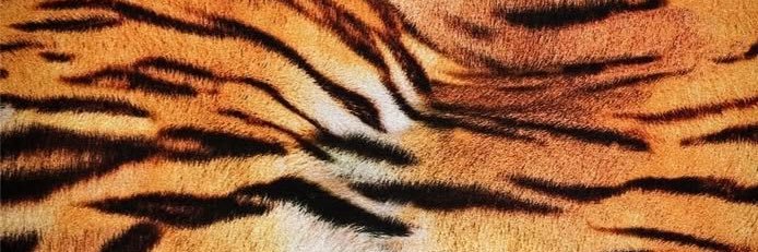 𝘫𝘰𝘵𝘰𝘳𝘰's banner