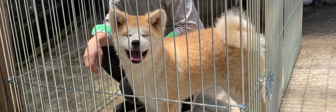 秋田犬 五元(イモト)'s banner
