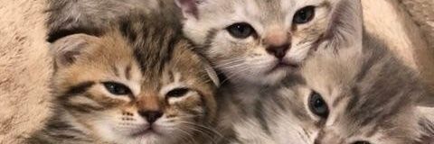 MM ✧(⁠◠⁠‿⁠◕⁠)✧'s banner