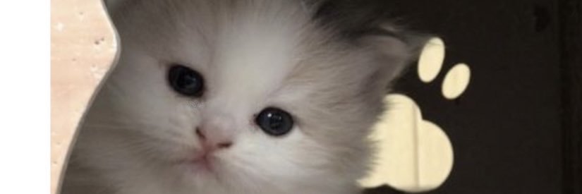 なぁこっさん🐈ニャ's banner