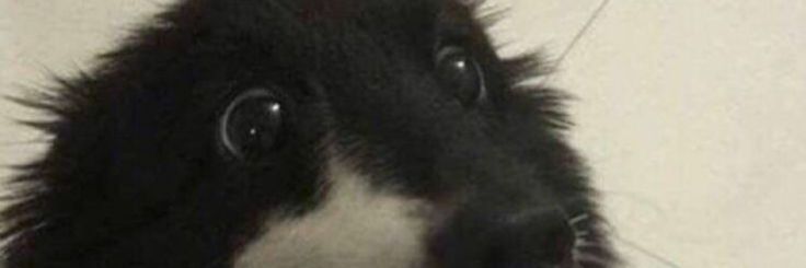 wet soggy puppy's banner