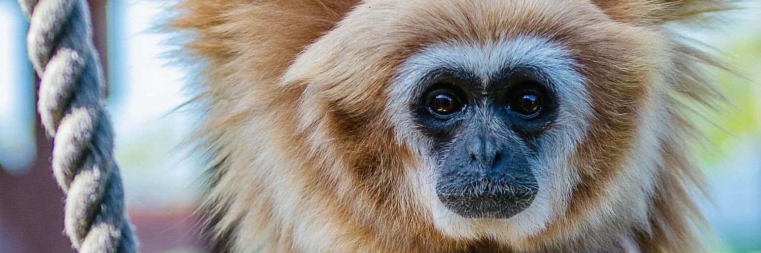 Monkey Haven🐵's banner