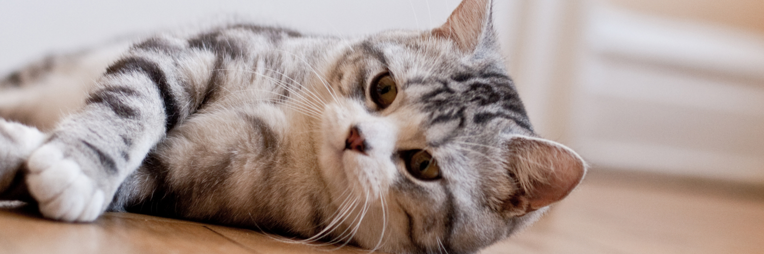 Kedi Babası's banner