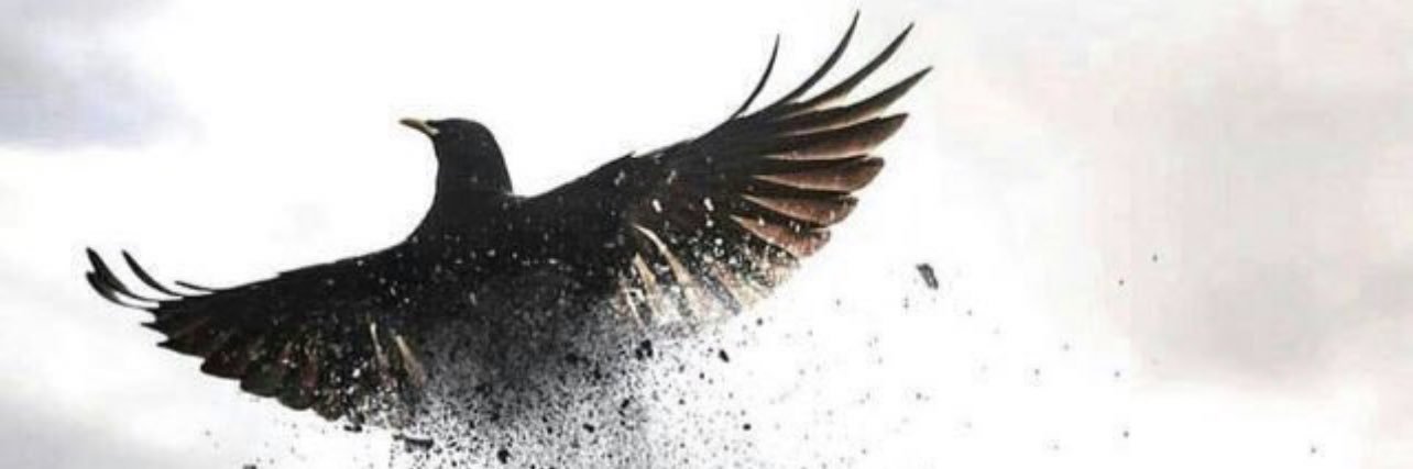 تيماء's banner