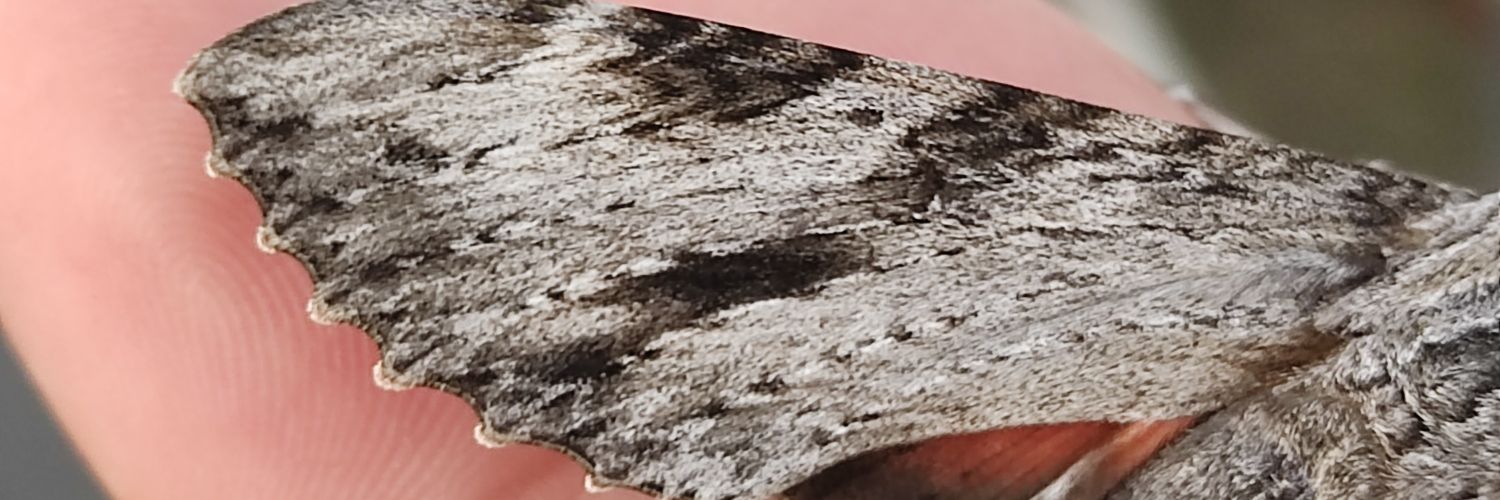 Heced_DG's banner