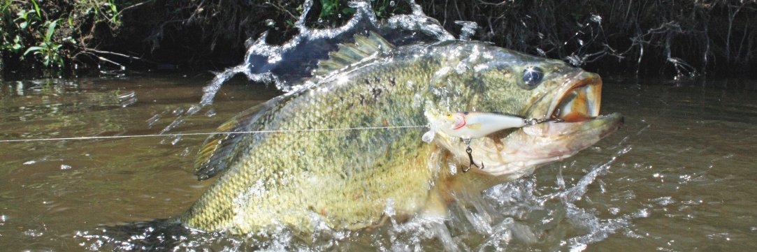 James Fishing's banner