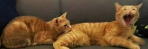 CrushPepper's banner