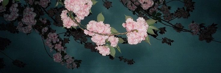 uwa💕🌸's banner