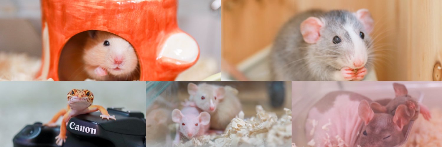 LITA🦎🐹🐀🐟's banner
