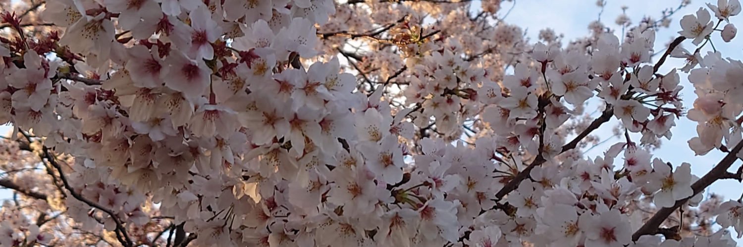 くまくま's banner