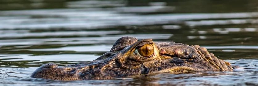 LEMONUDO 🐊's banner