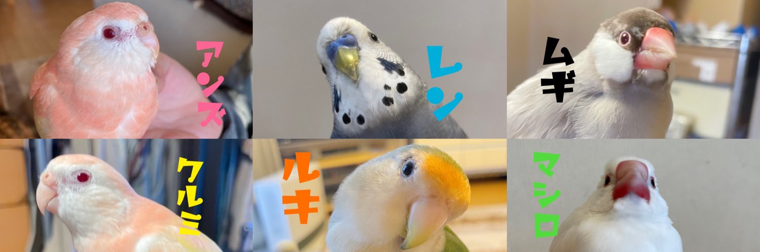 クロエ🐦＠鳥垢's banner