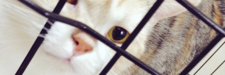 ぽこ's banner