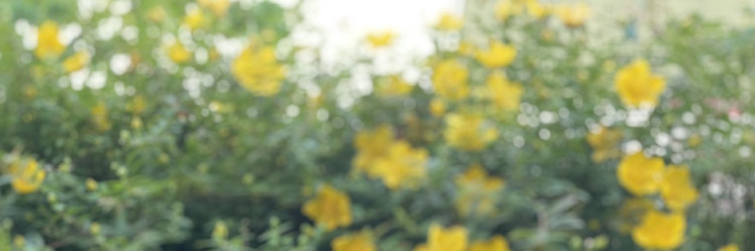 たぬ吉's banner