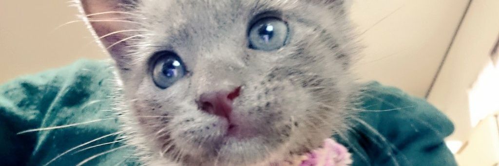 らむ🐱's banner