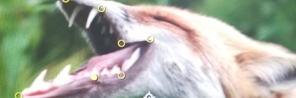 Distorted Foxes's banner