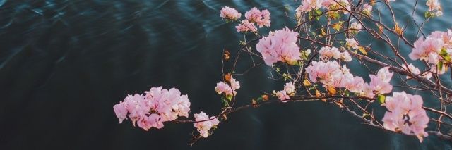 Minnie 🌺Ψ's banner