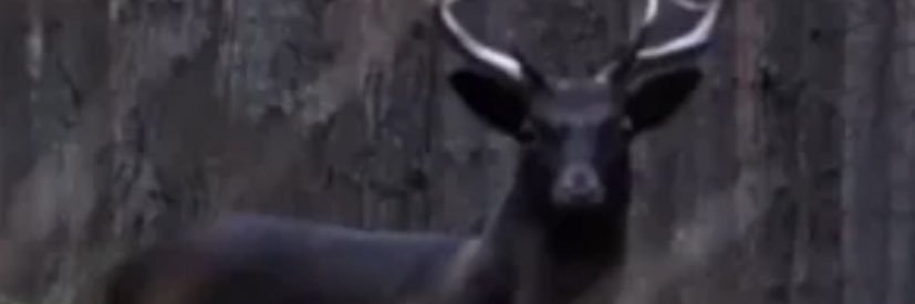 FavoriteStag's banner