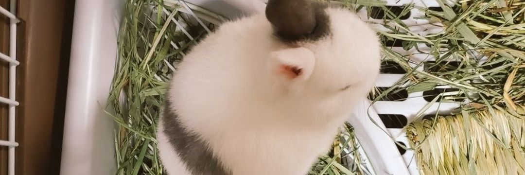 うさうさ🍒(ｵｼｬﾚな模様うたちゃん)'s banner