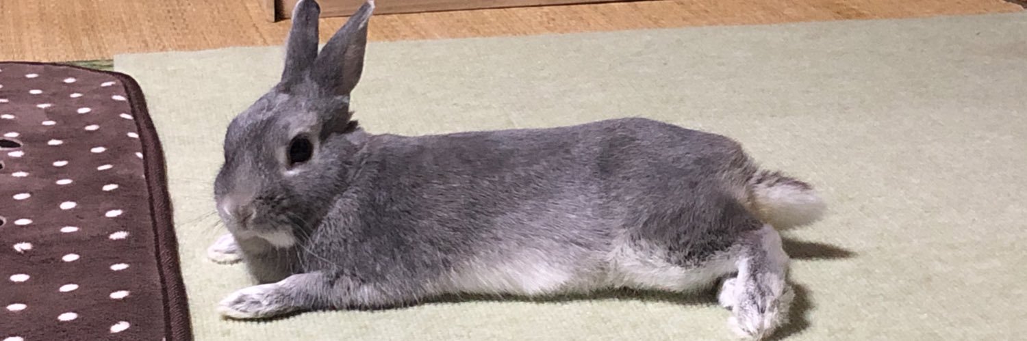 うさぎのちみ🐰🥬's banner