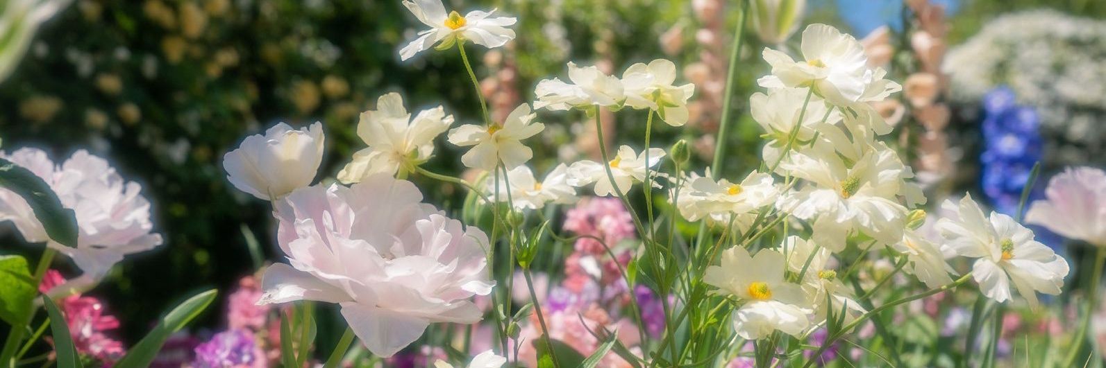 birr 🧚🏻‍♀️🌺's banner