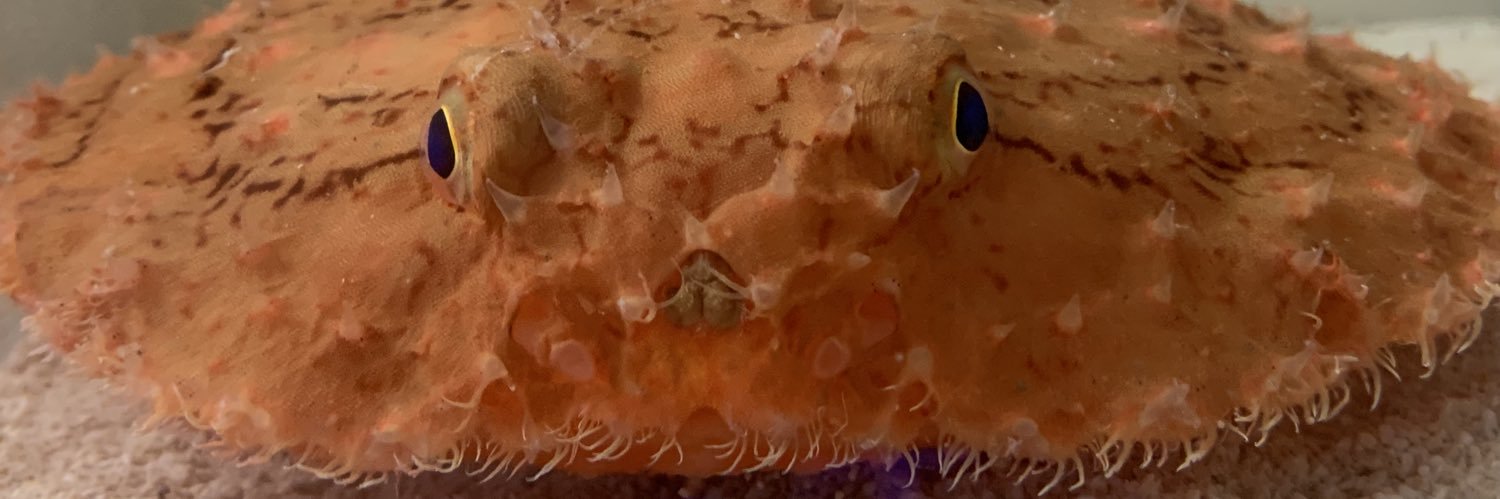 グラサン🕶️#奇々海々🌊's banner