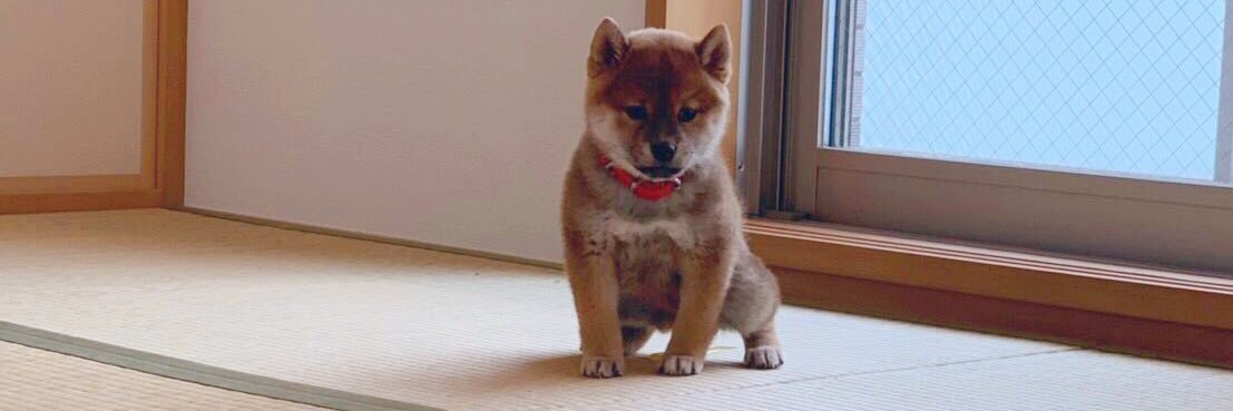 柴犬ひるね's banner