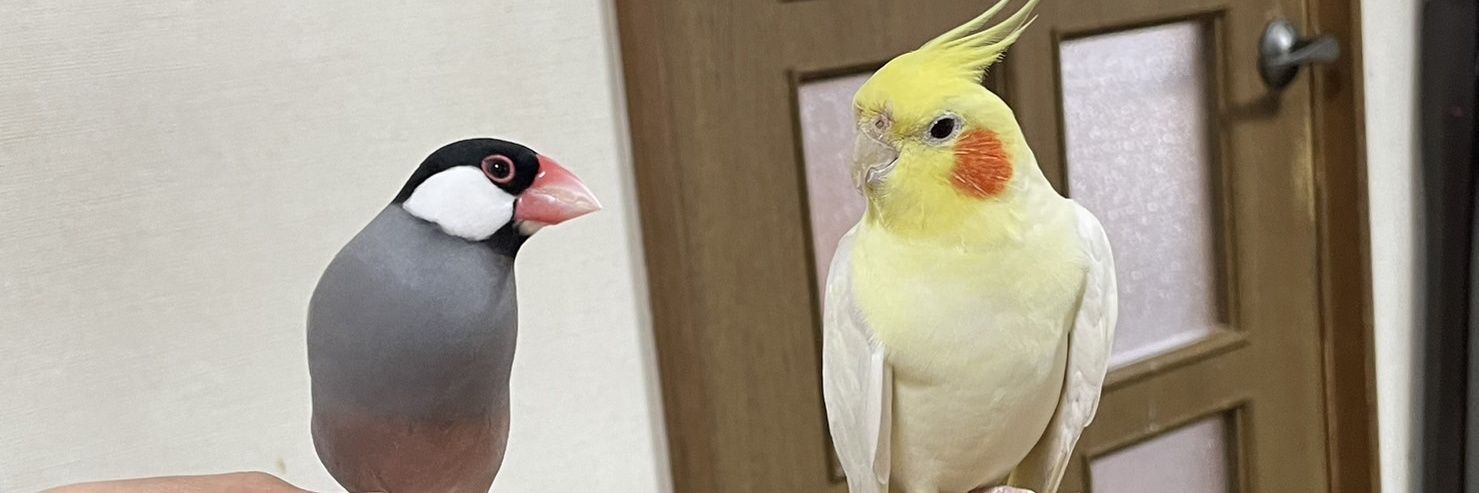 もちの飼い主's banner