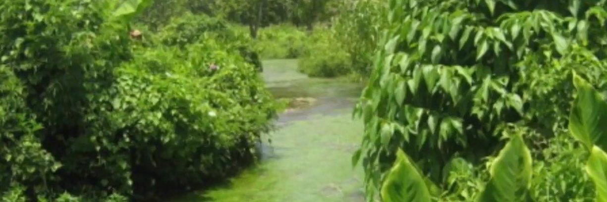 bayou bubblegum missez 🇹🇹's banner