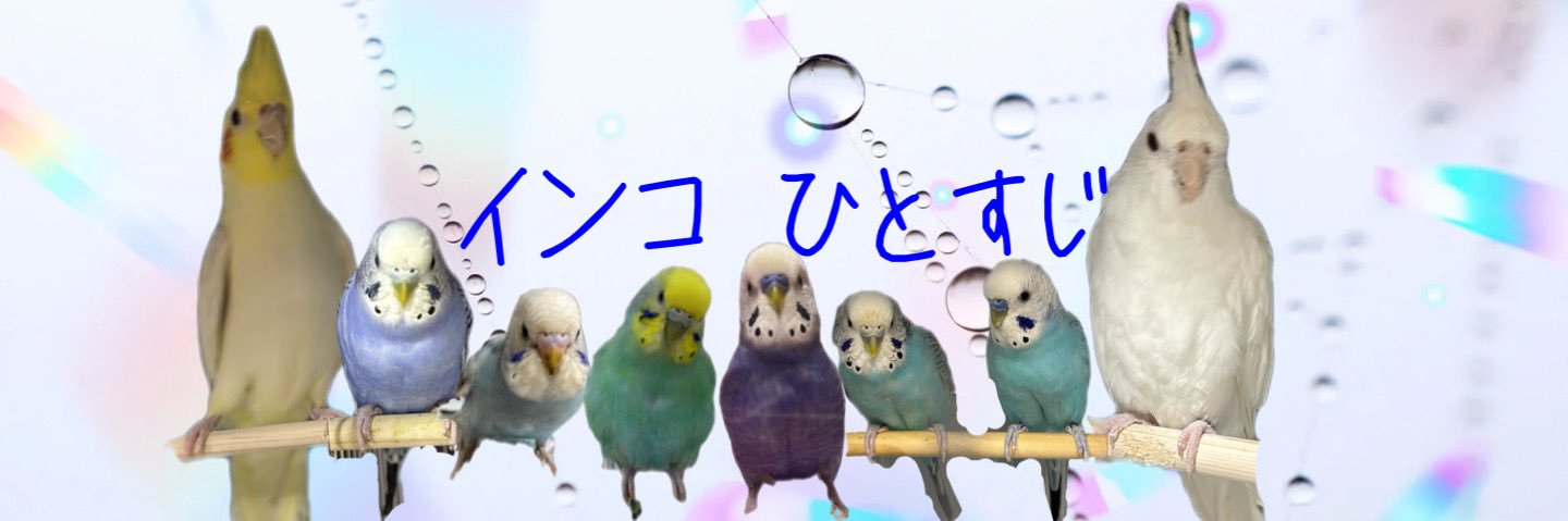 ともこ🐦 🕊オカメも新加入🦜Don't DM me! インコ垢専用です's banner
