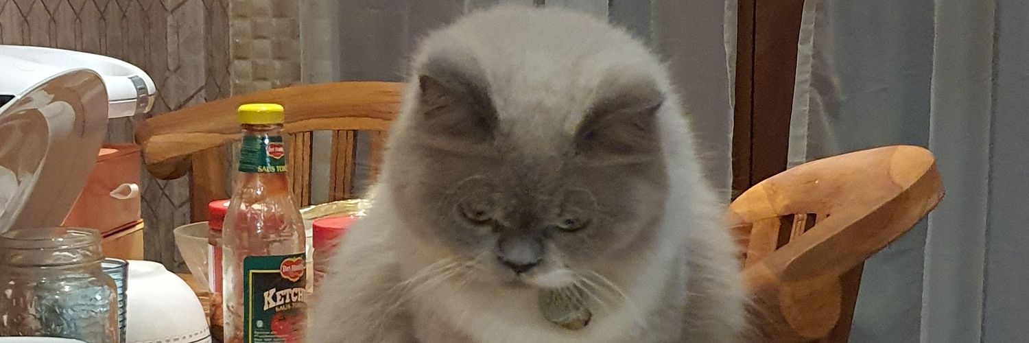 Soya 🐱 Soju 💛 Somi 🤎's banner