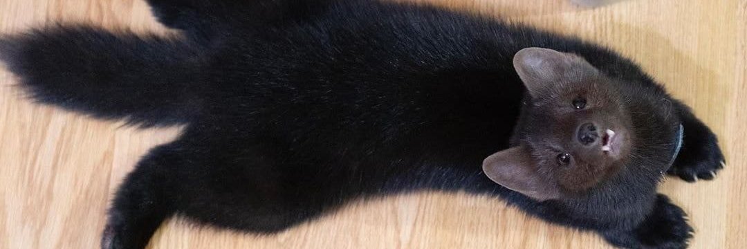 Daily Dose of Marten's banner