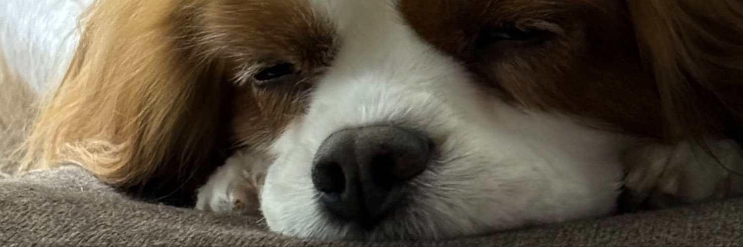 ブラ.'s banner