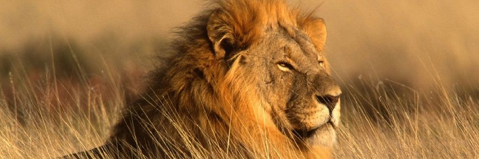 Flemish Lion 🖤💛 ☠🇧🇪☠'s banner