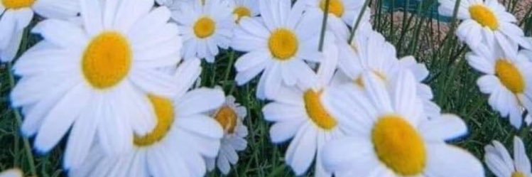 🪄Ayşe.dgn 🪄's banner