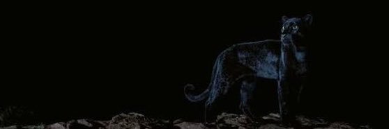 JungleCams's banner