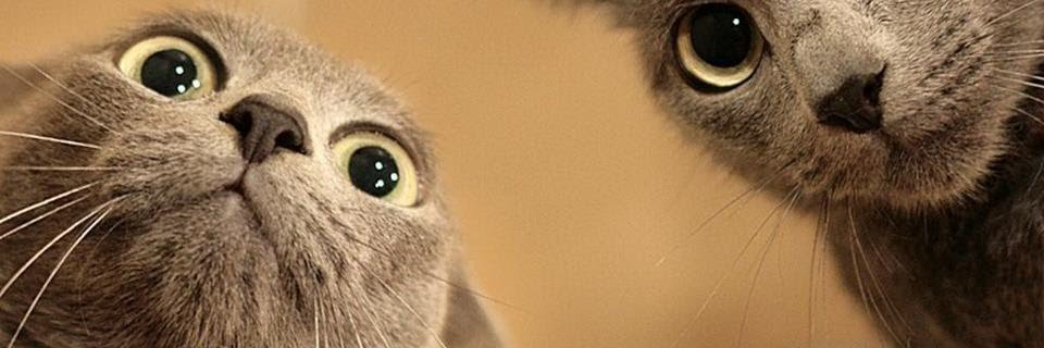 The Best Of Cats's banner