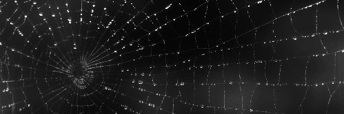 Tooty 🕸️'s banner