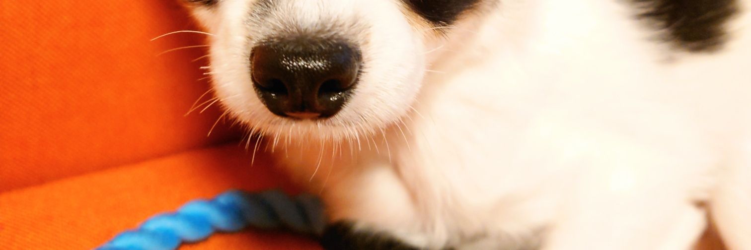 犬用's banner