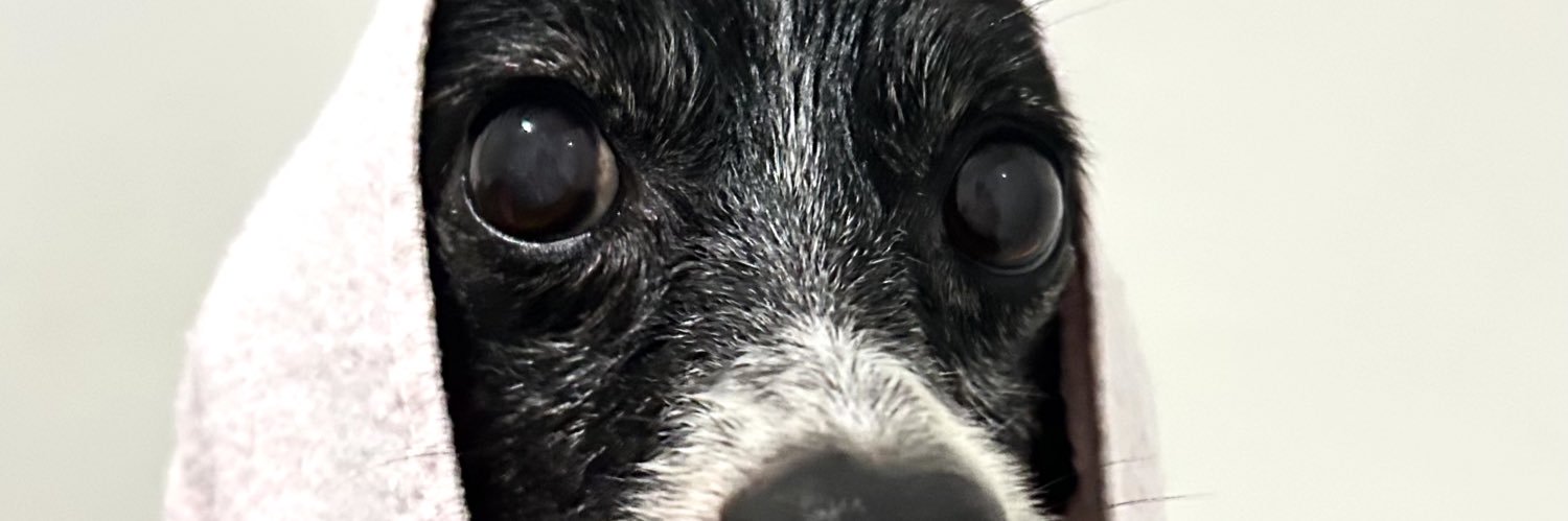 fã número 1 da lady gaga's banner