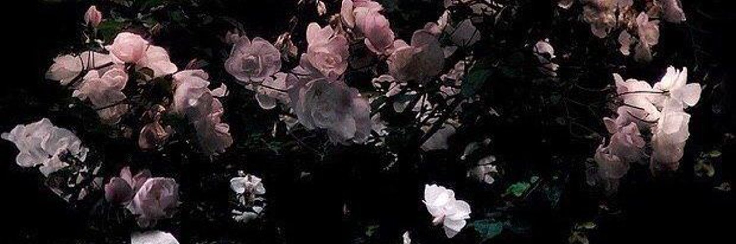 once in bloom (ꪜ)'s banner