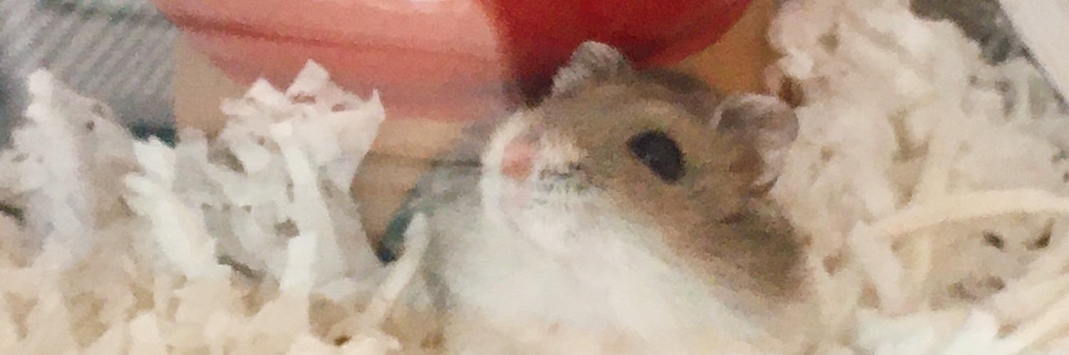 りんことモーイ's banner