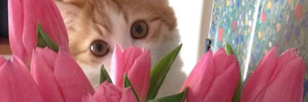 rocher ₊ ⊹❀ ₊'s banner
