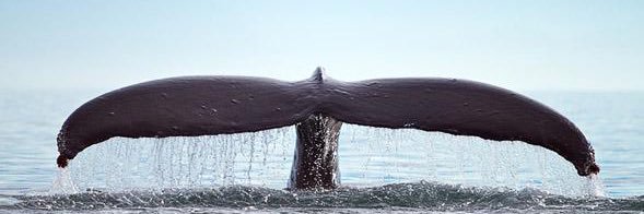 ThongPorn's banner