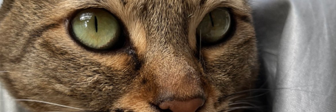 猫しかじか's banner