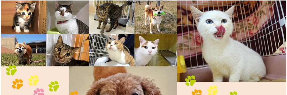 新潟県動物愛護センター(公式)'s banner